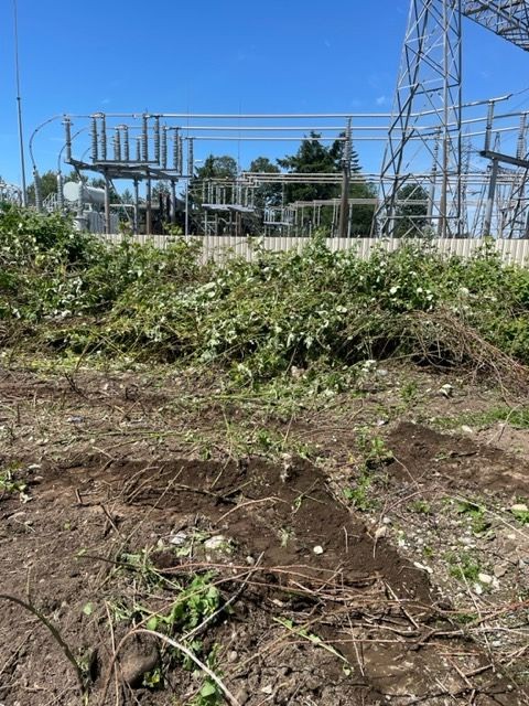 Berrybush & Lot clearing